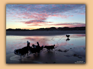 Die Hunde morgens am Saltum Strand (4).jpg